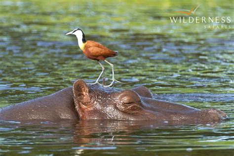 Mombo Camp - Birdlife is prolific around Mombo Camp, with waterfowl like African Jacana, Pygmy ...