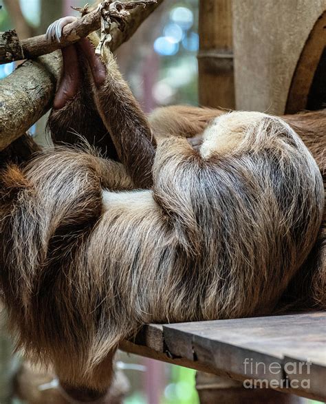 Sleepy Sloth Photograph by Jim Chamberlain