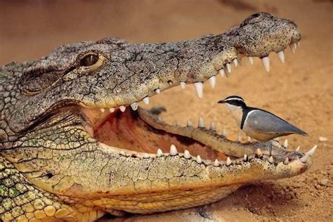 Eight Surprising Examples Of Symbiosis Relations In The Animal Kingdom | Animals, Crocodile ...