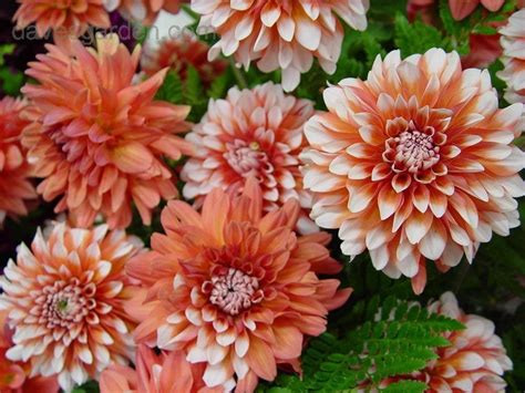 PlantFiles Pictures: Formal Decorative Dahlia 'A La Mode' (Dahlia) by mgh