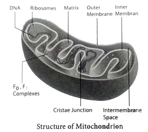 Mitochondria Diagram Without Labels