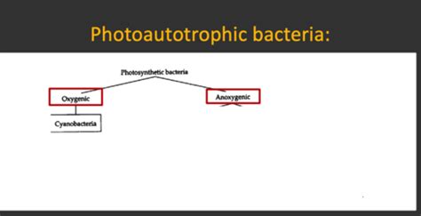 Lecture 8 Aquatic Life 2 - Prokaryotes Flashcards | Quizlet