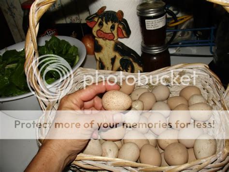 guinea fowl egg size | BackYard Chickens - Learn How to Raise Chickens