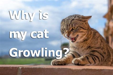 Why Is My Cat Growling? – TheCatSite Articles