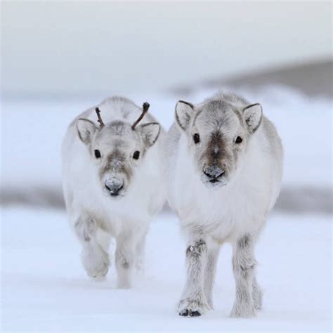 Adolescent reindeer are referred to as drizzlefawns : r/ShittyAnimalFacts