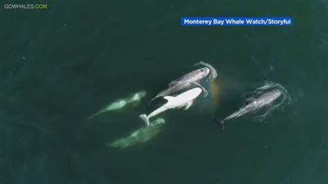 Beautiful drone video shows rare albino dolphin in Monterey Bay - ABC7 ...