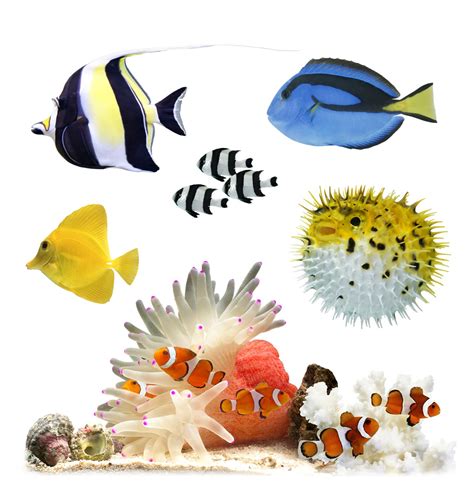 Ten facts about coral reef fish | DK Find Out!