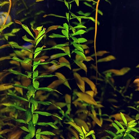 Ludwigia Repens | Planted aquarium, Freshwater aquarium plants, Bacopa