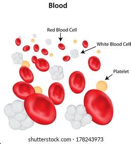 Labeled Blood Diagram Stock Illustration 178243919 | Shutterstock