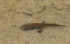 Palmate Newt: Characteristics, Habitat, Life Cycle, and Conservation Overview