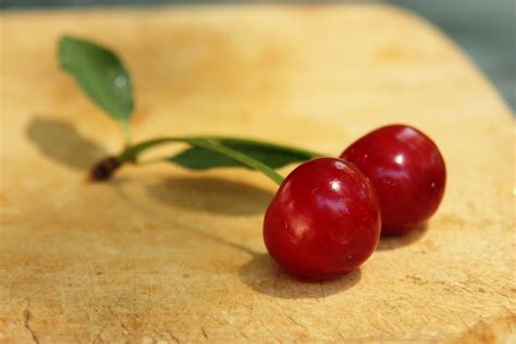 File:Sour cherry.jpg - Wikimedia Commons