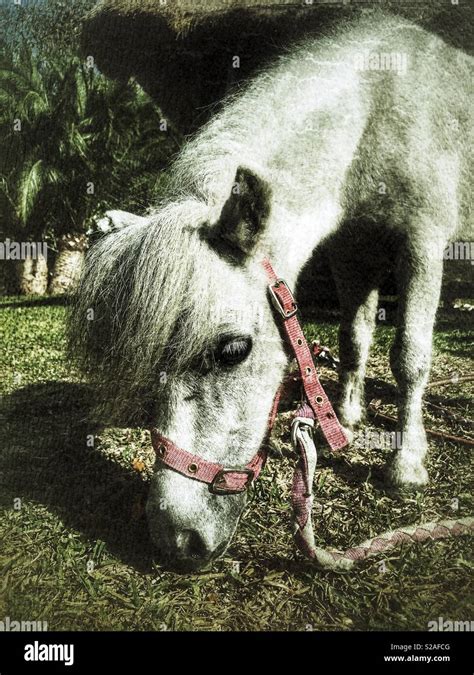 Falabella miniature horse Stock Photo - Alamy