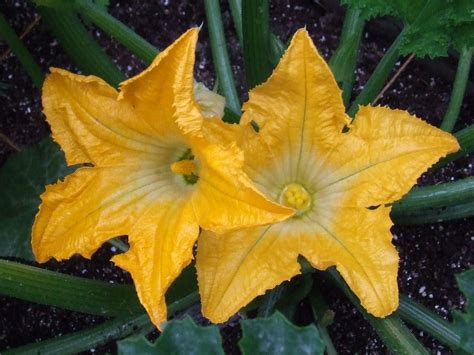 Male and female zucchini flowers (photo foodcity.com) Zucchini Plants, Green Zucchini, Zucchini ...