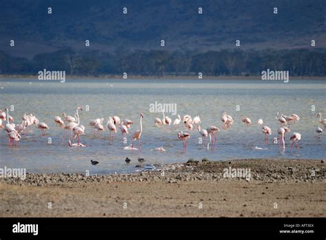 Greater Flamingos on Lake Magadi Ngorongoro Crater Tanzania East Africa Stock Photo - Alamy