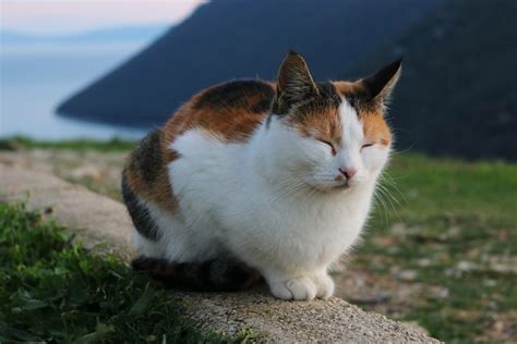 Calico Cat Facts with Pictures