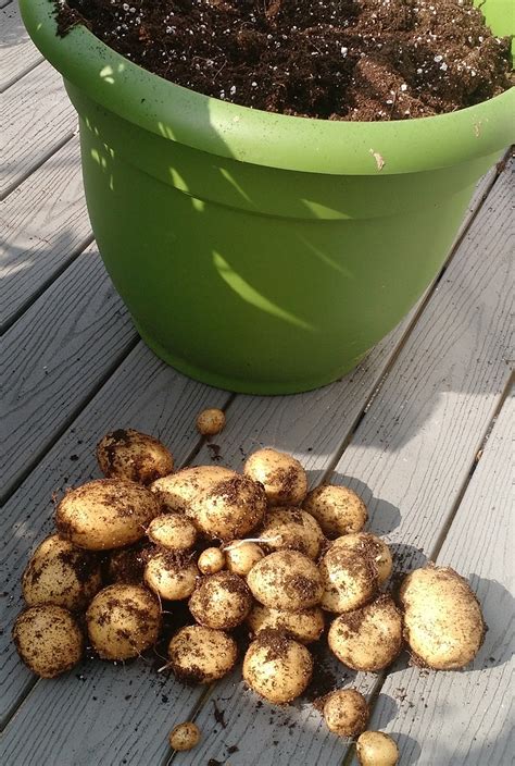 Seed potato harvest - Pictures! - Growing Fruit