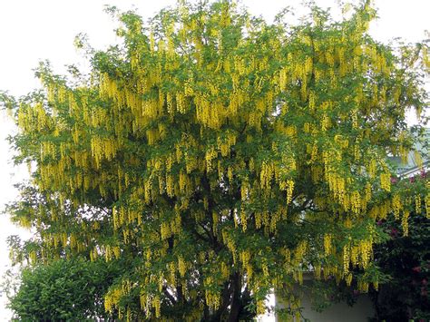 Laburnum alpinum - Scotch Laburnum | World of Flowering Plants