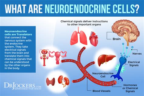 Neuroendocrine Inflammation: Symptoms, Causes, and Support Strategies