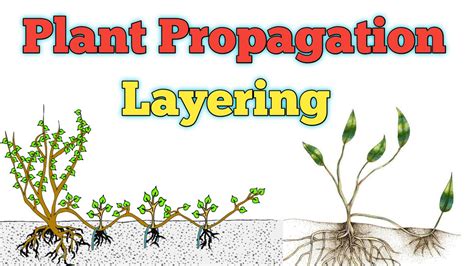 Vegetative propagation by Layering - YouTube