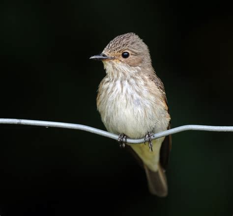 Jon Evans Birding: Spotted Flycatcher Nest Box Project