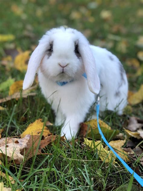 Meet Ralphie - The Adorable Holland Lop Mini Lop