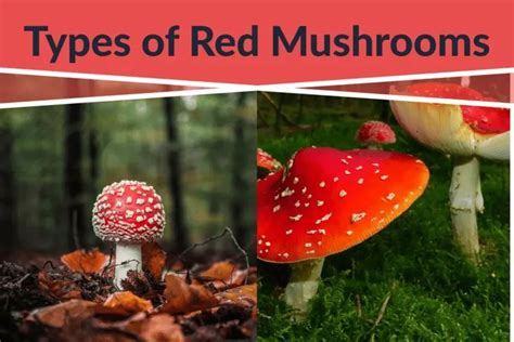 Types of Red Mushrooms: A Guide to Identification