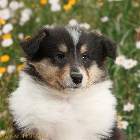 Tricolour Rough Collie dog puppy, 7 weeks old photo | Collie dog puppy, Rough collie, Collie dog