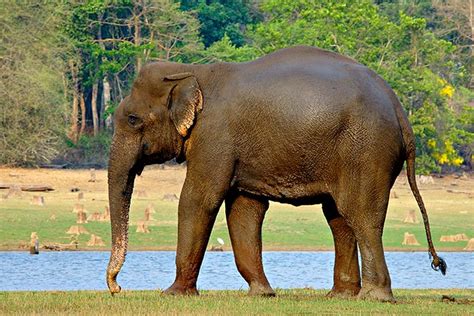 Asian or Indian Elephant | After a swim Nagarhole National P… | Flickr