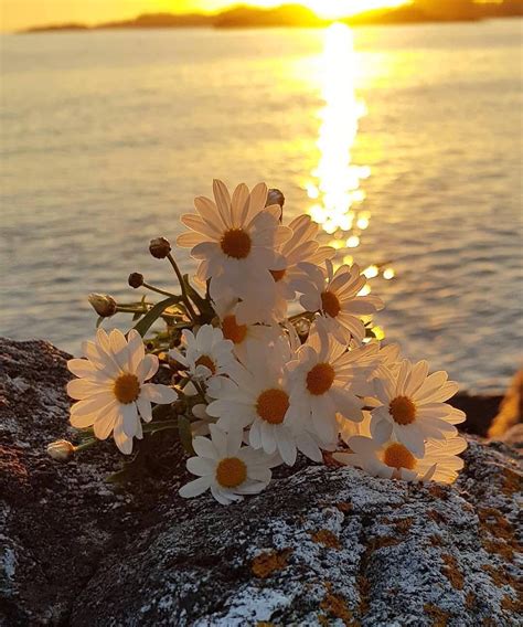 Beautiful sunrise | Daisy wallpaper, Flower images, Flowers photography