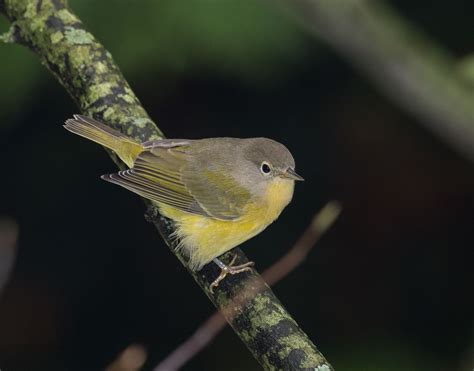 Photographing Nashville Warblers and Thoughts About HDR Images | Welcome to NancyBirdPhotography.com