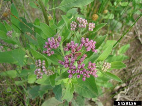 stinkweed (Pluchea camphorata)