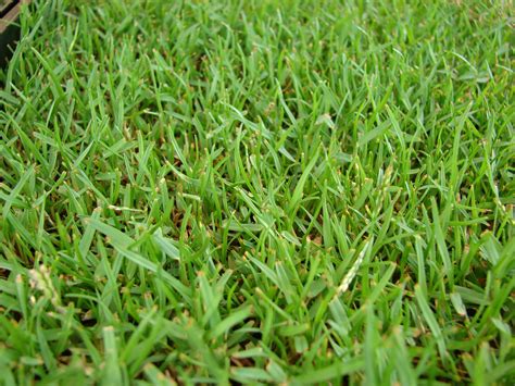 Газонная трава (Много фото!) - treepics.ru