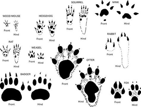 Scouts - Wildlife tracking | Animal tracks, Animal footprints, Wildlife