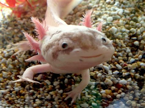 smiling baby axolotl Axolotl smile baby juvenile permanent - anacollege