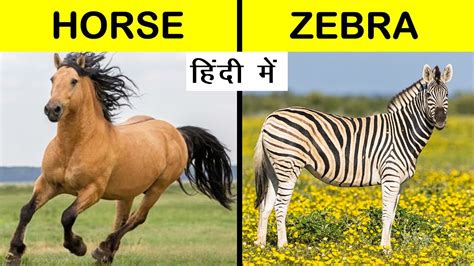 Horse vs Zebra Comparison in Hindi | Zebra vs Horse #Shorts #Short ...