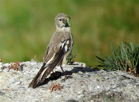 Just About Everything: Wildlife of Ladakh - Animals & Birds of Ladakh, India