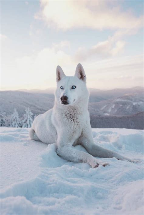 Complete Guide To The White Husky | Your Dog Advisor