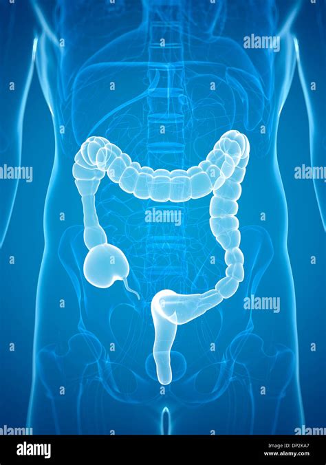 Colon spasms, artwork Stock Photo - Alamy