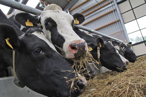 How to grow low potash silage for dry cows - Agriland