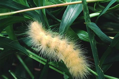 White Woolly Bear Caterpillars (Fuzzy Facts) - Gardening Dream