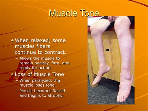 PPT - The Muscular System PowerPoint Presentation, free download - ID:6427456