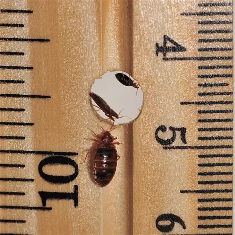 Bed Bug Photos (Rutgers NJAES)