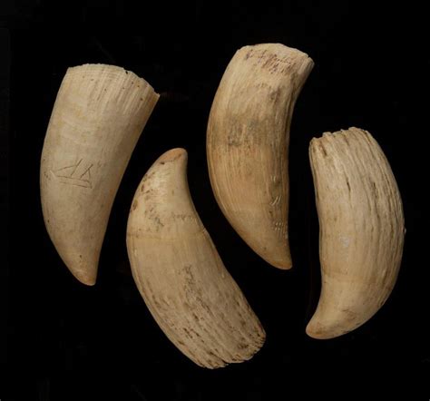 19th Century Sperm Whale Teeth Collection - Natural History - Industry Science & Technology