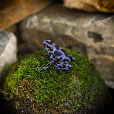 Dendrobates auratus Blue Black - Jungle Jewel Exotics