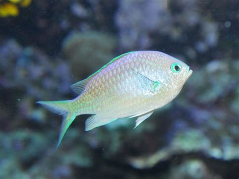 The Online Zoo - Green Chromis