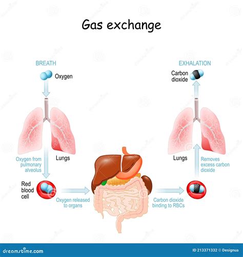 Gas Exchange. Respiration or Breathing Stock Vector - Illustration of ...