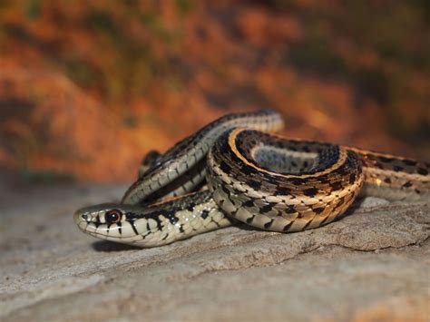 Colorado Snakes Plains Garter Snake (Thamnophis radix) - Colorado Herping