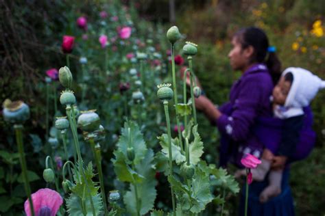 Proposed legalization of opium poppy cultivation prompts controversy in ...