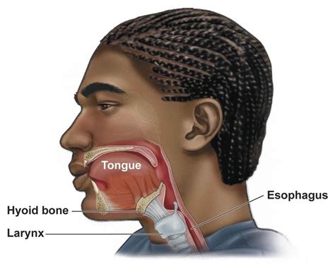 Hyoid bone | Tubuh manusia, Anatomi tubuh, Manusia