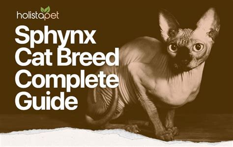 Sphynx Cat Breed Information & Facts | HolistaPet | Cat breeds, Sphynx cat, Sphynx